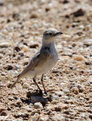 Ammomanopsis grayi