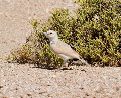 Ammomanopsis grayi