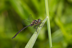 Somatochlora forcipata
