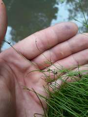 Isolepis reticularis