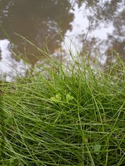 Isolepis reticularis