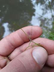 Isolepis reticularis