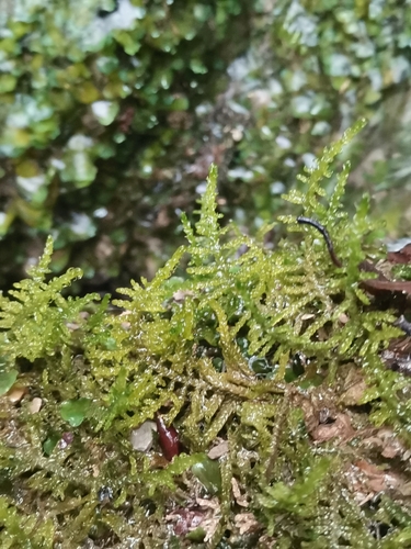 kosierik premenlivý (Palustriella commutata)
