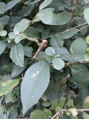 Ligustrum