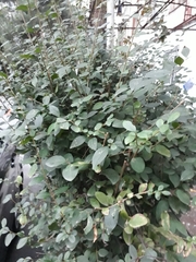 Ligustrum