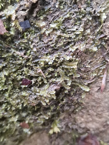 pošvovka bledá (Chiloscyphus pallescens)
