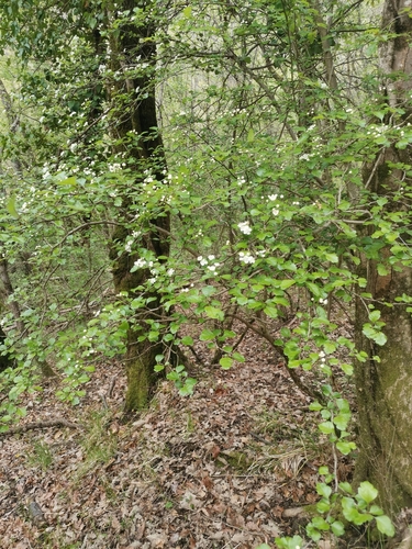 Crveni glog (Crataegus laevigata)