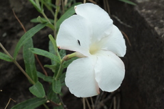 Mandevilla hypoleuca