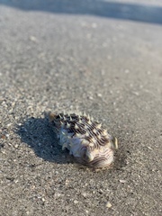 Chilomycterus schoepfii