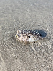 Chilomycterus schoepfii