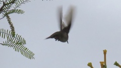 Elliotomyia chionogaster