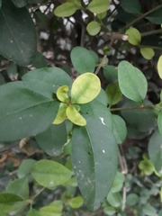 Ligustrum