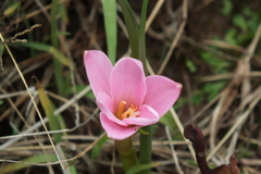 Zephyranthes fosteri