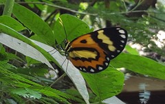 Placidina euryanassa