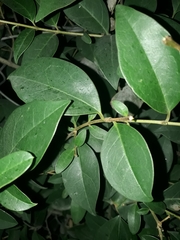 Ligustrum lucidum