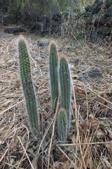 Nyctocereus serpentinus