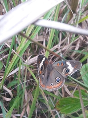 Junonia coenia coenia