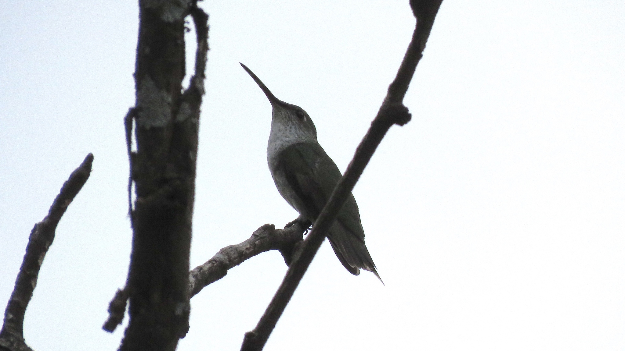 White-bellied Hummingbird illustration