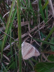 Junonia coenia coenia