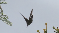 Elliotomyia chionogaster