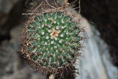 Mammillaria scrippsiana