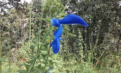 Salvia patens