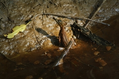 Basiliscus galeritus