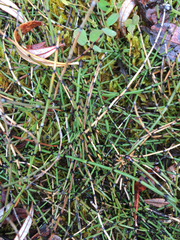 Equisetum variegatum variegatum