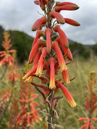 Aloe fosteri, photograph 4