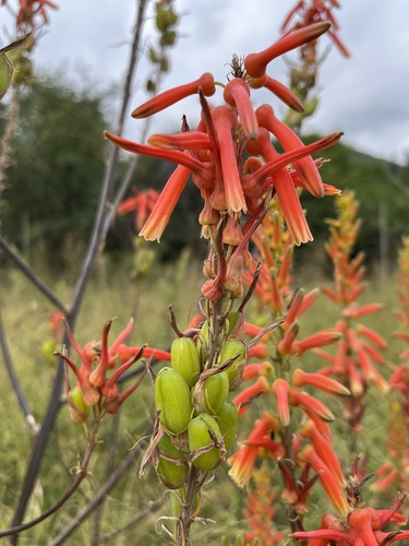 Aloe fosteri, photograph 5