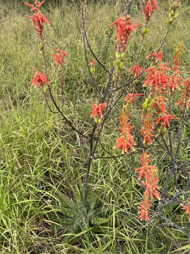 Aloe fosteri, photograph 6