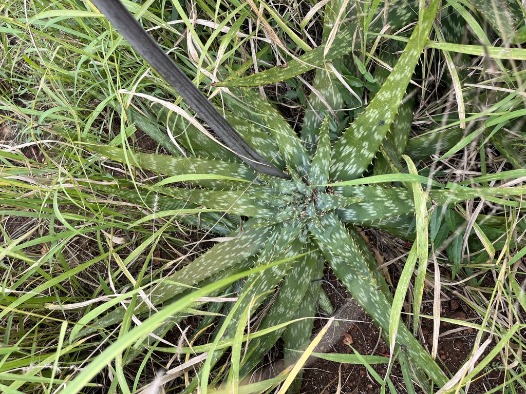 Aloe fosteri; photograph (c) katuchka, some rights reserved (CC BY)