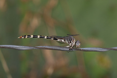 Phyllogomphoides stigmatus