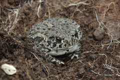 Anaxyrus compactilis