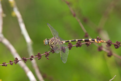 Phyllogomphoides stigmatus