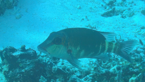 Brown-headed emperor (Lethrinus erythropterus) — Lethrinidae — 5