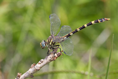 Phyllogomphoides stigmatus