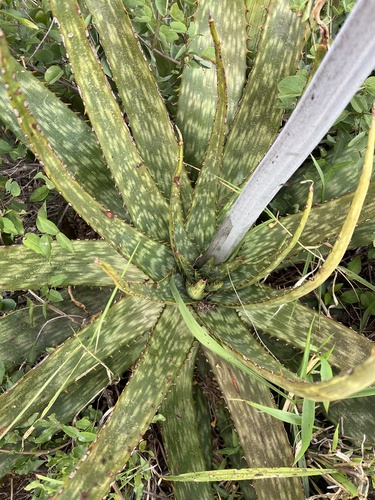 Aloe fosteri, photograph 3