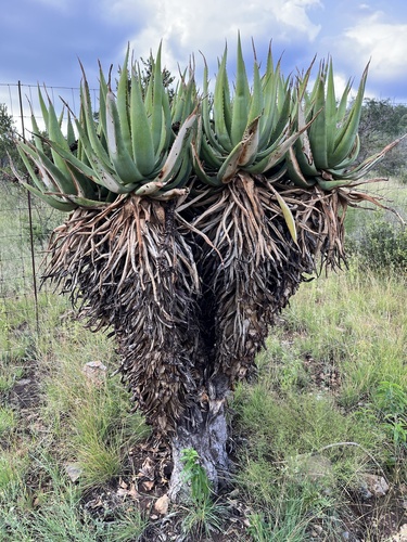 Aloe castanea, photograph 6