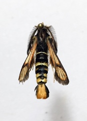Euhagena nebraskae