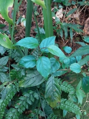 Schisandra arisanensis