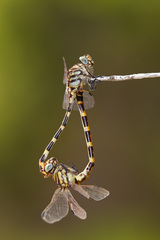 Phyllogomphoides stigmatus