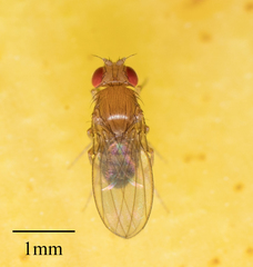 Common Fruit Fly