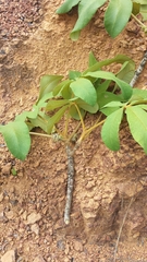 Vitex waterlotii image