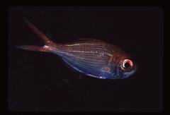 Kingfish photo 5