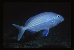 Nemadactylus valenciennesi