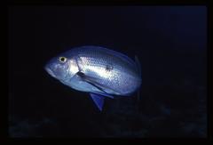Nemadactylus valenciennesi