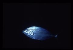 Pseudocaranx