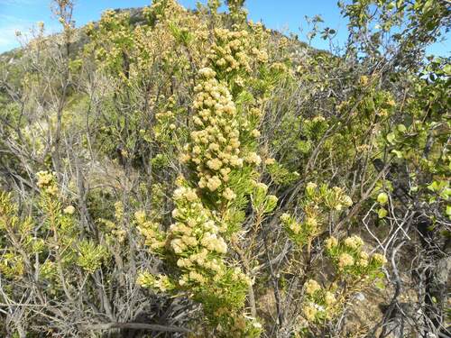 Image of Baccharis linearis by (c) Cesar Ormazabal, some rights reserved (CC BY)
