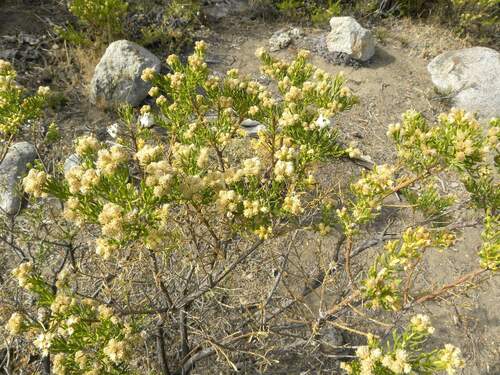 Image of Baccharis linearis by (c) Cesar Ormazabal, some rights reserved (CC BY)
